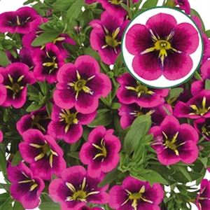 Afbeelding van Calibrachoa P12 Good Night Kiss